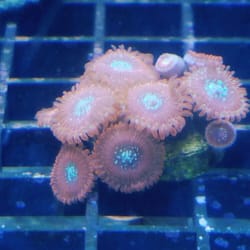 The Nautilus Tropical Fish