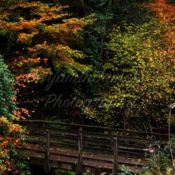 Glenariff Forest Park