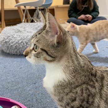 KitTea - Cat - Pet Adoption Near Me - San Francisco, California