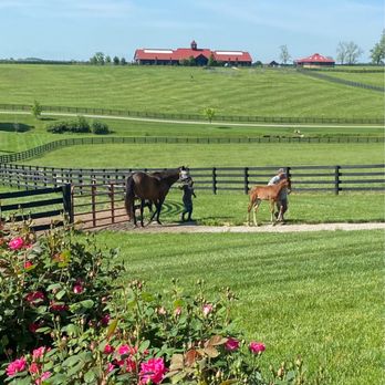 Unique Horse Farm Tours - The beauty of one of the farms. - Tours Near Me - Lexington, Kentucky Unique Horse Farm Tours - The beauty of one of the farms. - Tours Near Me - Lexington, Kentucky