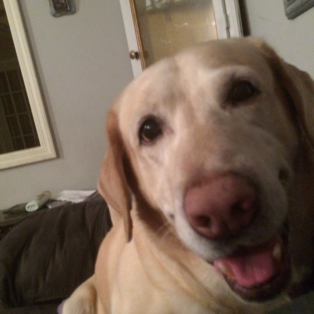 JONESBORO FAMILY PET HOSPITAL Updated August 2024 14 Reviews 3231