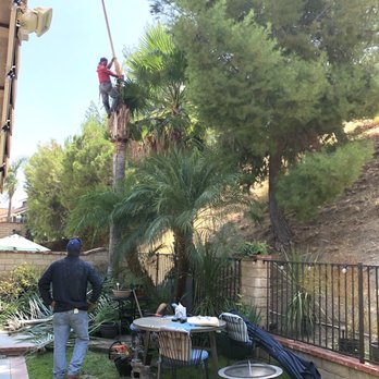 Green Crest Tree Care - Tree Services Near Me - Sun valley , California