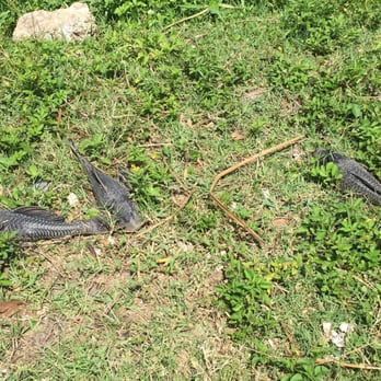 Bicentennial Park - Dead fish next to the pond! - Dog Parks Near Me - Oldsmar, Florida Bicentennial Park - Dead fish next to the pond! - Dog Parks Near Me - Oldsmar, Florida