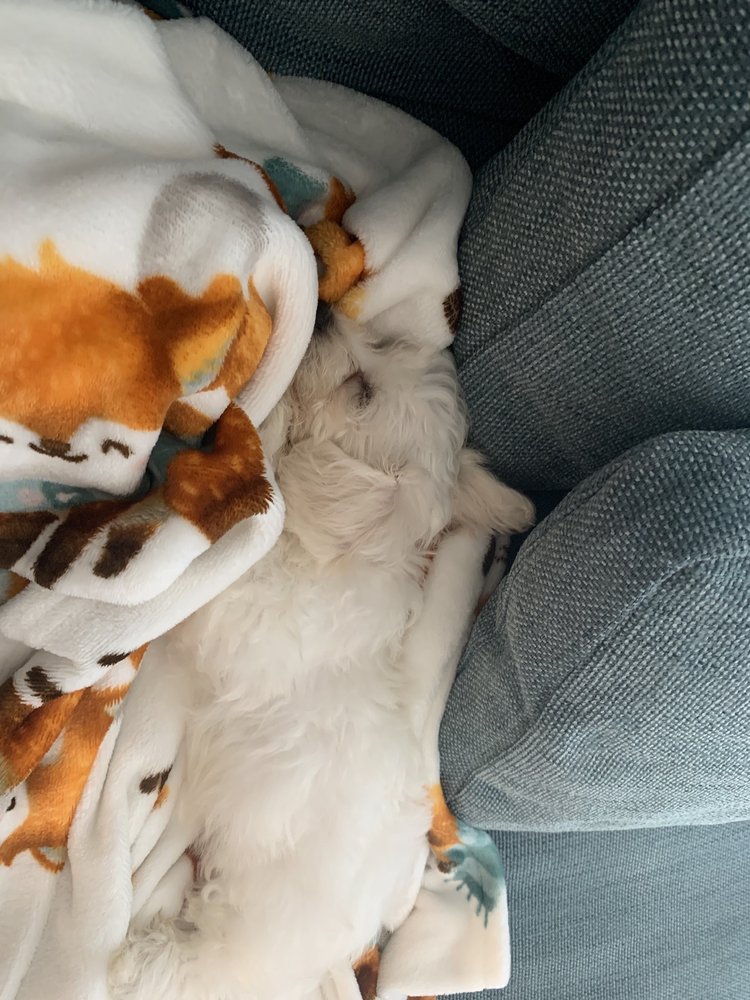 JUST PUPPIES Updated August 2024 65 Photos & 67 Reviews 1028 York