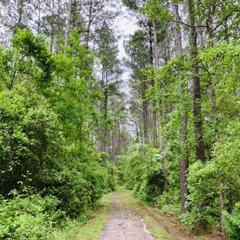 Sterling Creek Park - The forest portion of the trail. - Hiking Near Me - Richmond Hill, Georgia Sterling Creek Park - The forest portion of the trail. - Hiking Near Me - Richmond Hill, Georgia