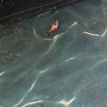 Petco - A dead fish on the floor! Dog poop all over the floors that I stepped in. - Pet Stores Near Me - Kapolei, Hawaii