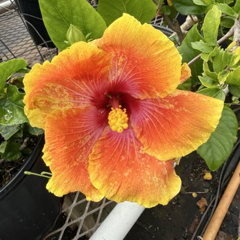 Hibiscus Lady Nursery - Nurseries & Gardening Near Me - Waialua, Hawaii Hibiscus Lady Nursery - Nurseries & Gardening Near Me - Waialua, Hawaii