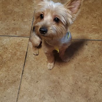 LOL Mobile Groomer - Pet Groomers Near Me LOL Mobile Groomer - Pet Groomers Near Me
