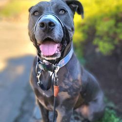 The Good Dog Adventures - Happy & Well Mannered Candy Girl!