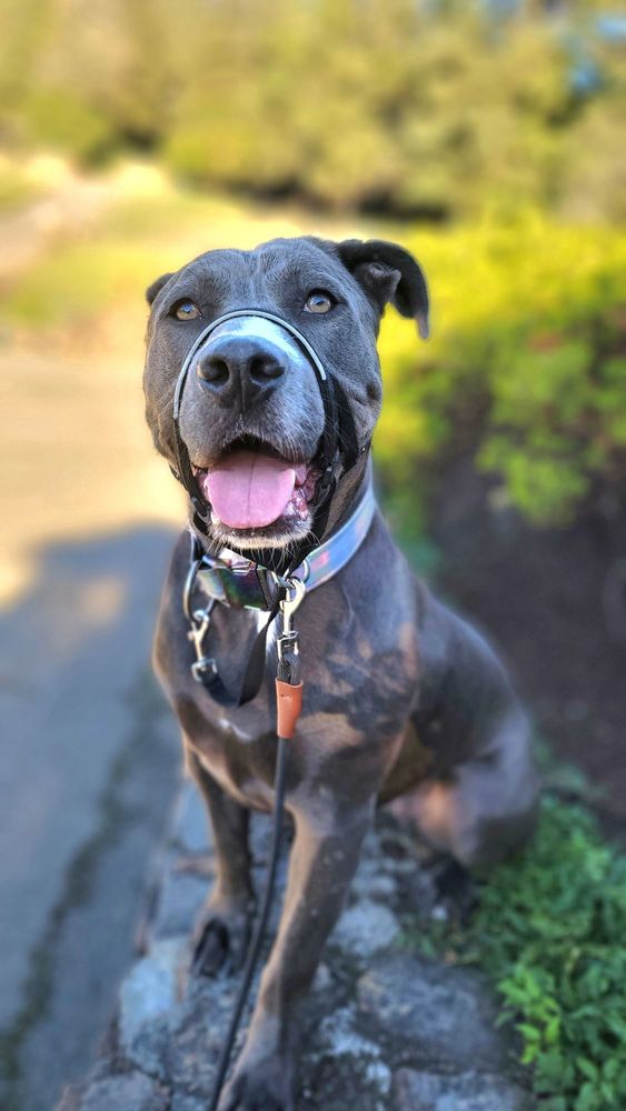 The Good Dog Adventures - pet boarding facility in Oakland, CA