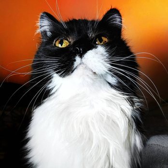 Feline Fab - Pet Training Near Me Feline Fab - Pet Training Near Me