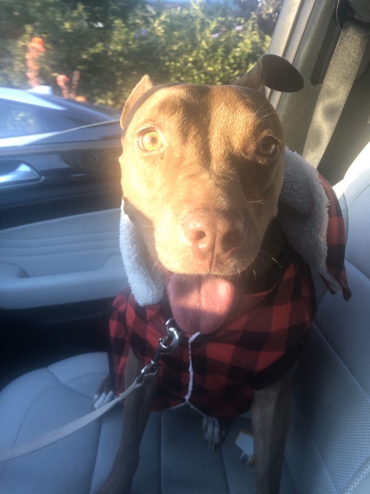 JAY’S DOG DAY CARE & BOARDING Los Angeles, CA Yelp