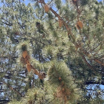 Wrightwood Parks & Recreation - Parks Near Me - Wrightwood, California Wrightwood Parks & Recreation - Parks Near Me - Wrightwood, California