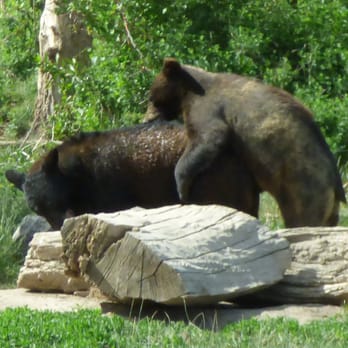 Yellowstone Bear World - Getting busy! - Zoos Near Me - Rexburg, Idaho Yellowstone Bear World - Getting busy! - Zoos Near Me - Rexburg, Idaho