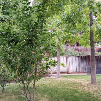 Castillo Tree Service - Tree Services Near Me - Hayward, California