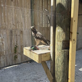 Save Our Seabirds - Bird - Animal Shelters Near Me - Sarasota, Florida Save Our Seabirds - Bird - Animal Shelters Near Me - Sarasota, Florida