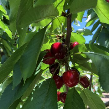 U Pick Orchards - Pick Your Own Farms Near Me - Morgan Hill, California