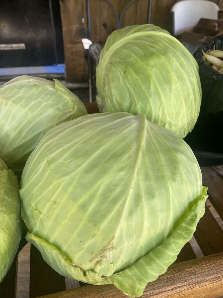 Windy Pines Produce Logo