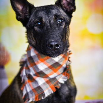 Jessica Super Dogs - Pet Training Near Me - Shawnee, Oklahoma Jessica Super Dogs - Pet Training Near Me - Shawnee, Oklahoma