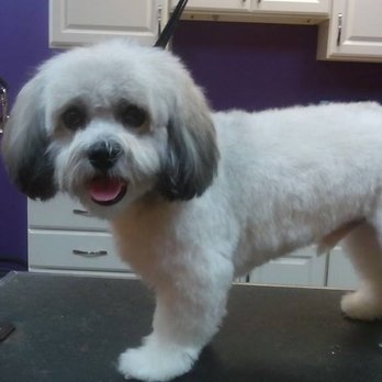 Paws For Effect Grooming - Pet Groomers Near Me Paws For Effect Grooming - Pet Groomers Near Me