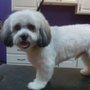 Paws For Effect Grooming