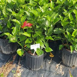 K & T Nursery