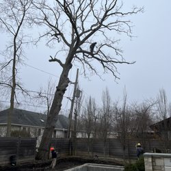 Sergio's Tree Removal - Little by Little