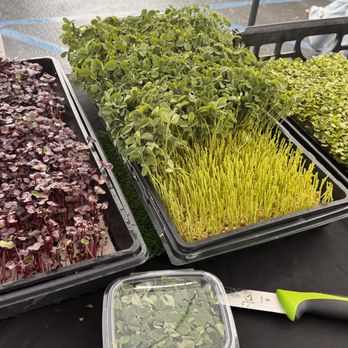 Solenka Microgreens - Food Delivery Services Near Me Solenka Microgreens - Food Delivery Services Near Me