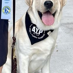 Applause Your Paws - My dog after completing Outdoor Adventures in Miami with Marlene and passing his Urban Canine Good Citizen test.
