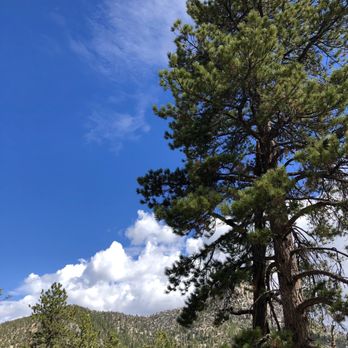 Bristlecone Trail - Hiking Near Me - Mount Charleston, Nevada