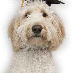 WAGS Dog Training & Boarding