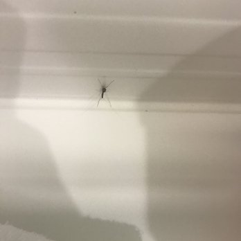 AC Hotel by Marriott Boston Cambridge - Dirty room with bugs... Do not stay here. - Hotels Near Me - Cambridge, Massachusetts AC Hotel by Marriott Boston Cambridge - Dirty room with bugs... Do not stay here. - Hotels Near Me - Cambridge, Massachusetts