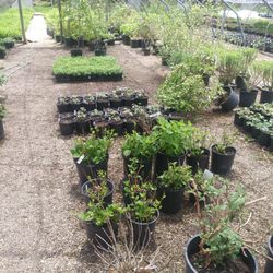 Brown Hill Nursery