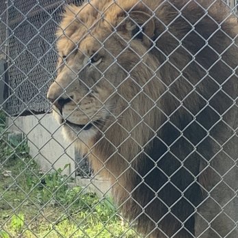 Austin Zoo - Zoos Near Me - Austin, Texas Austin Zoo - Zoos Near Me - Austin, Texas