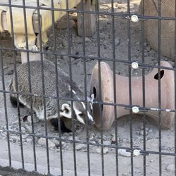 Zootah At Willow Park - Badger