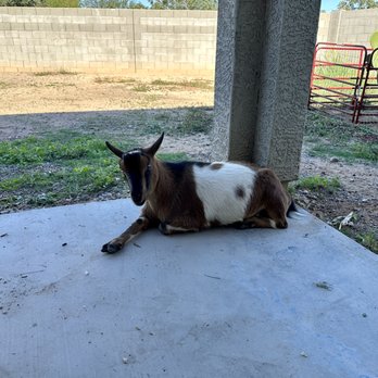 Goat Patrol - Landscaping Near Me - San Tan Valley, Arizona Goat Patrol - Landscaping Near Me - San Tan Valley, Arizona