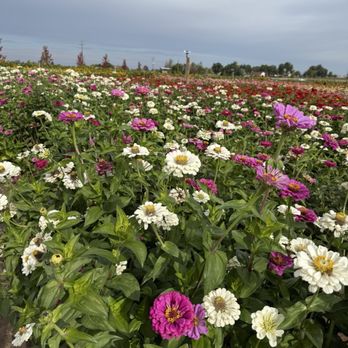 Lowe Family Farmstead - Zinnias - Festivals Near Me - Kuna, Idaho Lowe Family Farmstead - Zinnias - Festivals Near Me - Kuna, Idaho