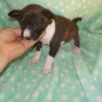 Nocturnal Kennels - Growing fast! - Pet Services Near Me - Roxboro, North Carolina Nocturnal Kennels - Growing fast! - Pet Services Near Me - Roxboro, North Carolina
