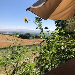 Bitner Vineyards