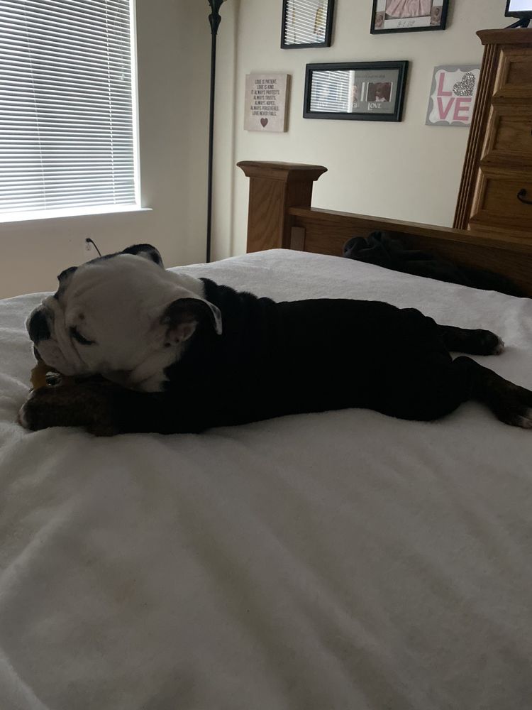 PET XTRAS GROOMING & TRAINING Updated August 2024 12 Photos & 12