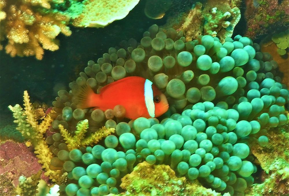 Scuba Steve's Dive Shop Logo