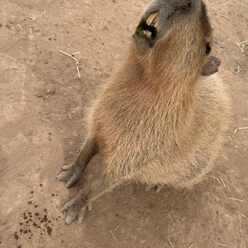 GHOST RANCH EXOTICS AND FUNNY FOOT FARM - Updated March 2026 - 56 ...