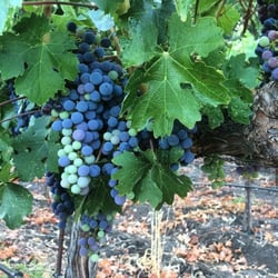 Geauxing Places - Napa/Calastoga