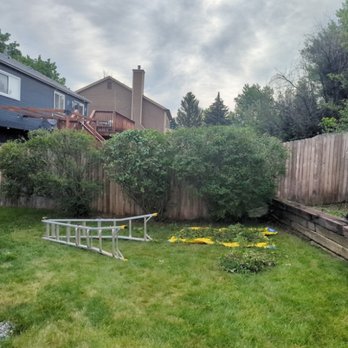 Axe and Oak Tree Care - Shear to shape to keep backyard shrubs from growing unruly - Tree Services Near Me