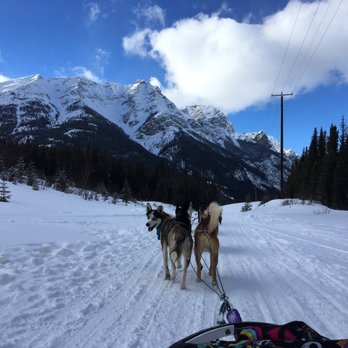 Snowy Owl Sled Dog Tours - Tours Near Me - Canmore, Alberta Snowy Owl Sled Dog Tours - Tours Near Me - Canmore, Alberta