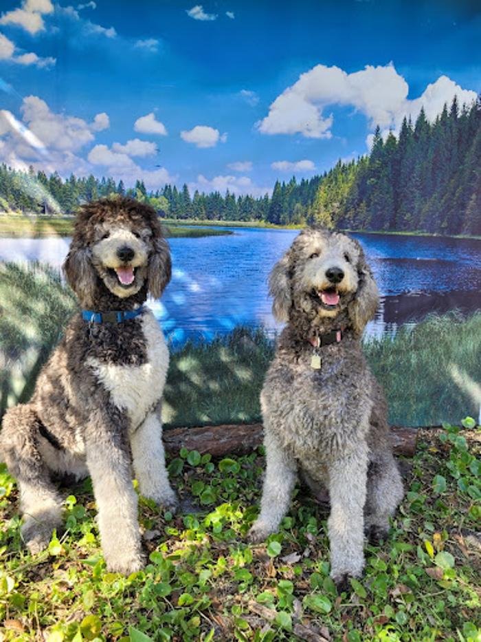Perfect Poodle Image