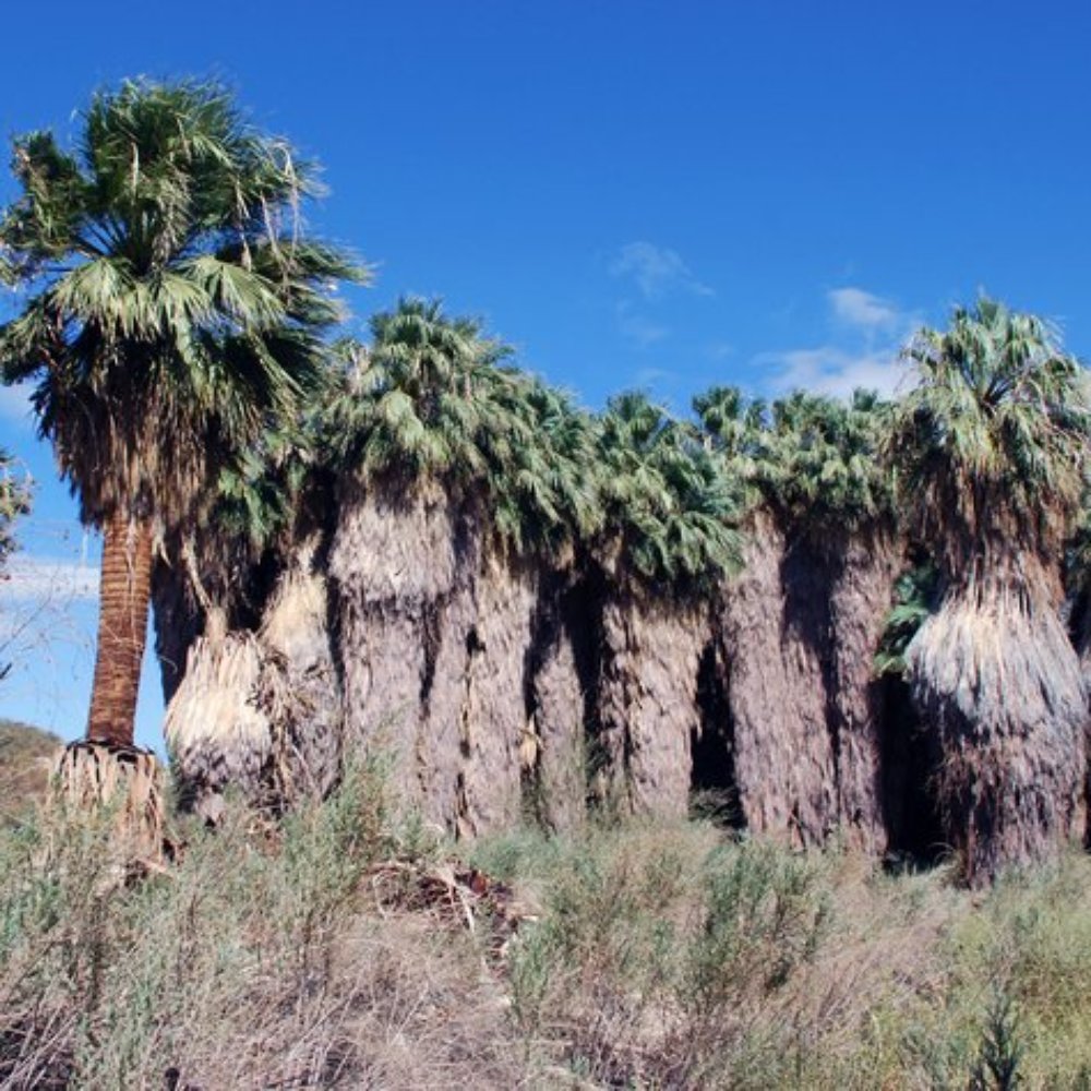 Coachella Valley Preserve - Fan palm grove - Hiking Near Me - Thousand Palms, California Coachella Valley Preserve - Fan palm grove - Hiking Near Me - Thousand Palms, California