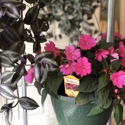 Springlook Farm Garden Center, Nursery, Florist