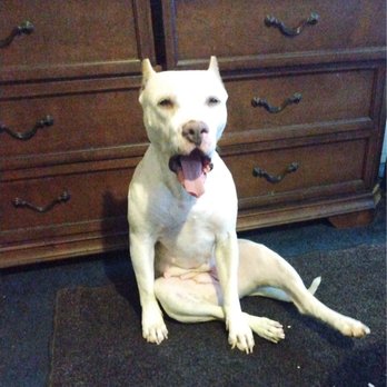 Converse Animal Shelter - Need help finding my dog - Animal Shelters Near Me - Converse, Texas
