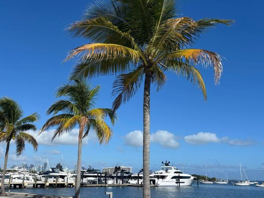 Coconut Grove by null